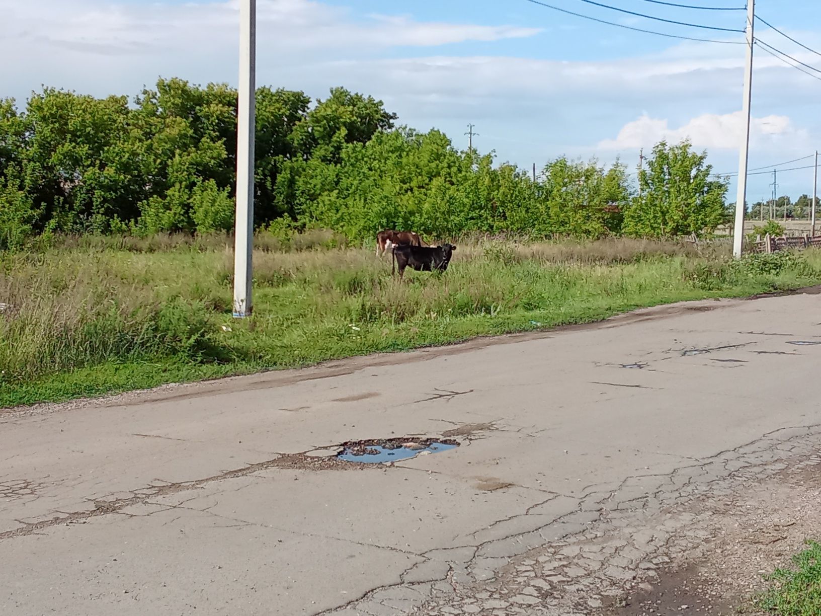 Продам годовалую телочку чернопестройплроды,молочная порода
