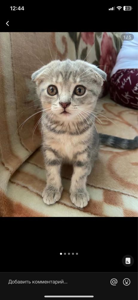 Вислоухий кот шотландец ВЯЗКА