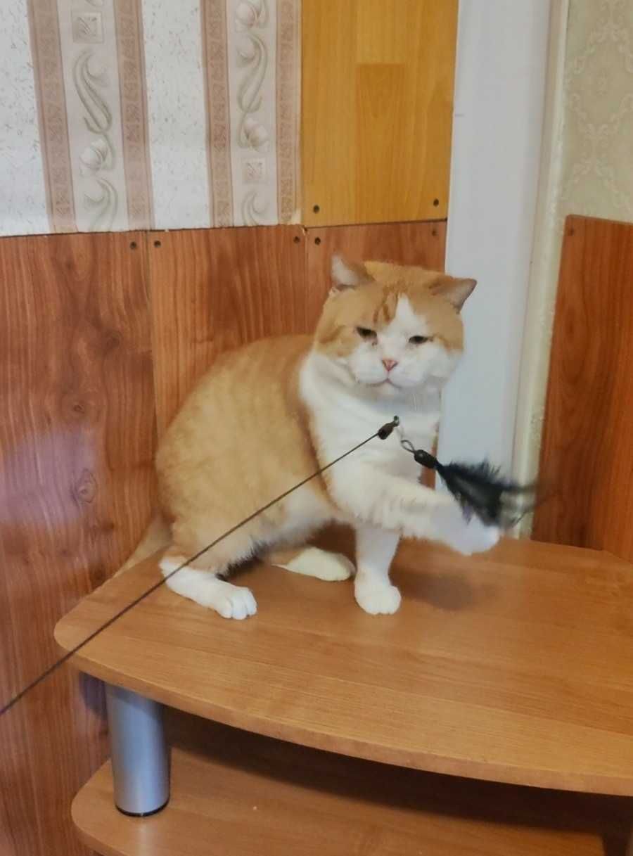 Обаятельный бело-рыжий котик ищет дом