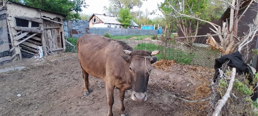 Продаю каровв за 650000 и  и за 750000 есть