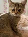 котенок девочка Скоттиш-страйт