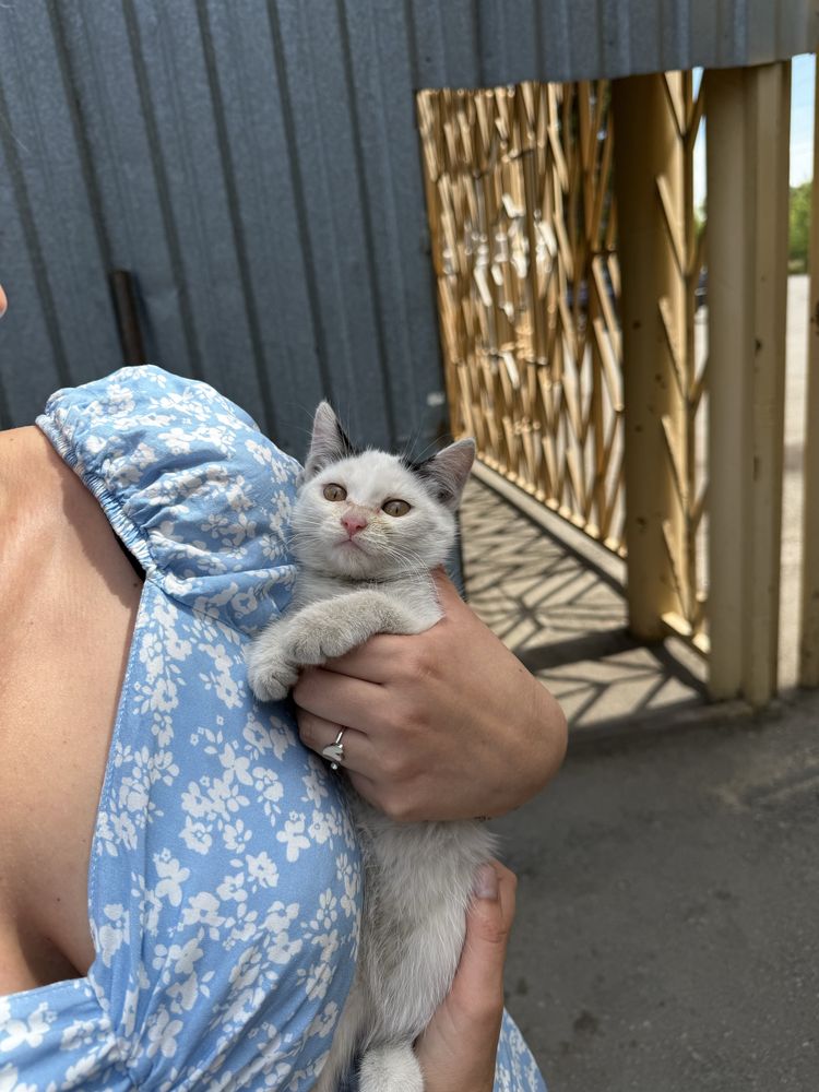 Котенок ищет заботливые руки