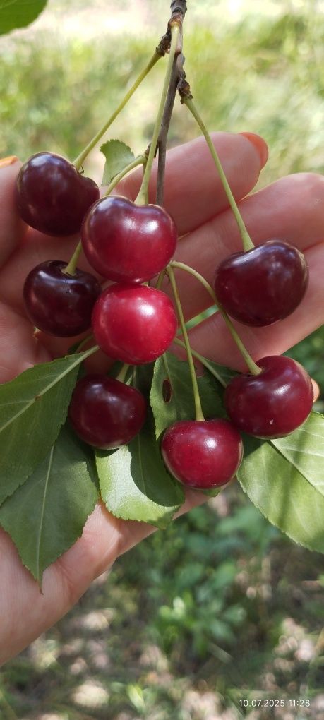 Продаю домашнюю вишню