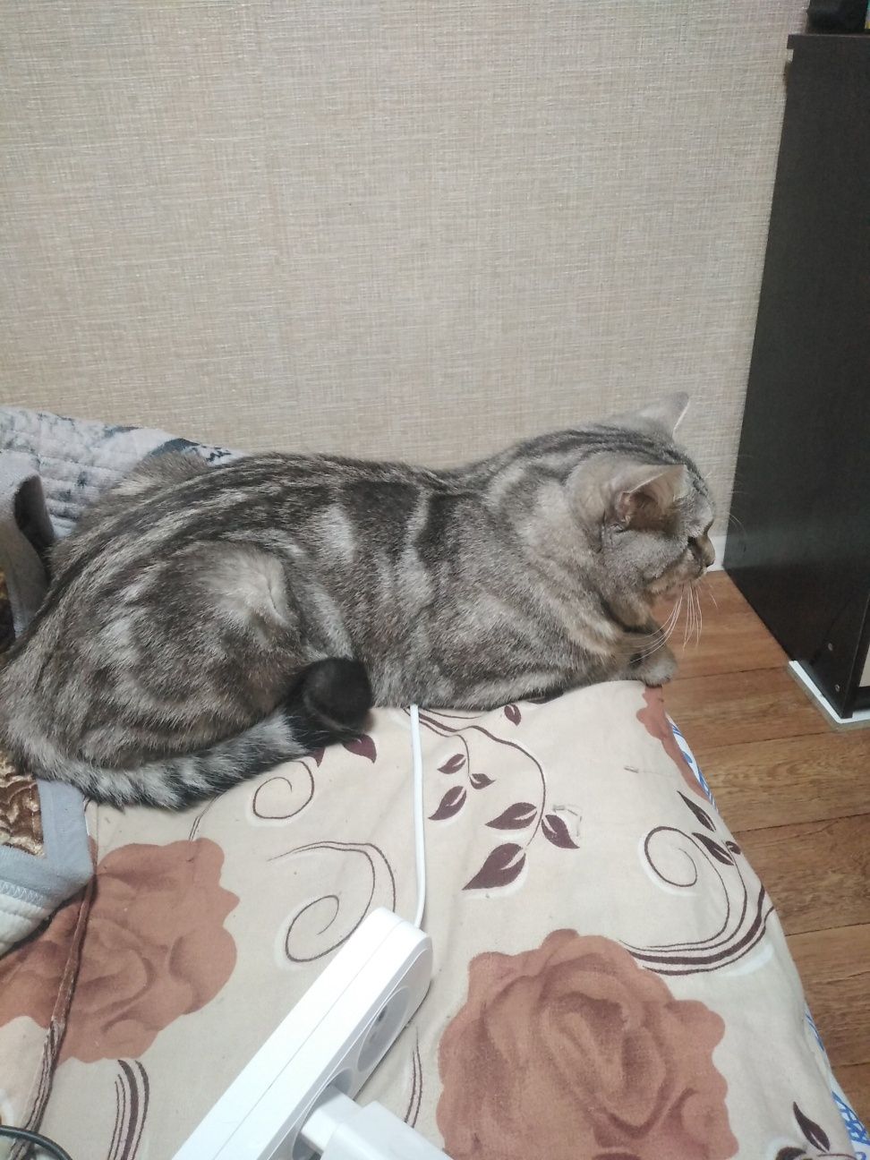 Вязка скотишш страйт