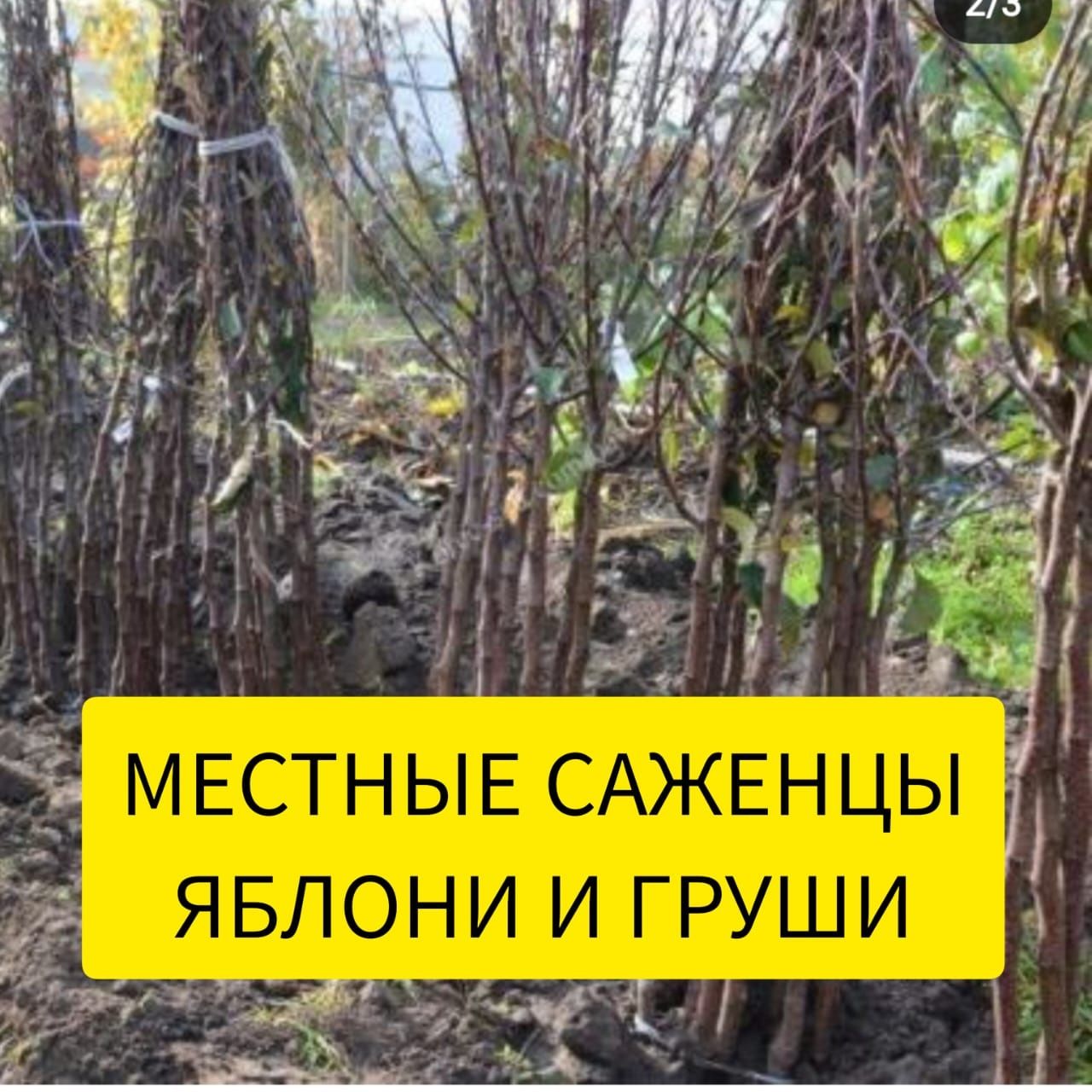 Местные зимостойкие саженцы яблони и груши , Яблоня , Груша