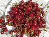Вкусные Вишня продам