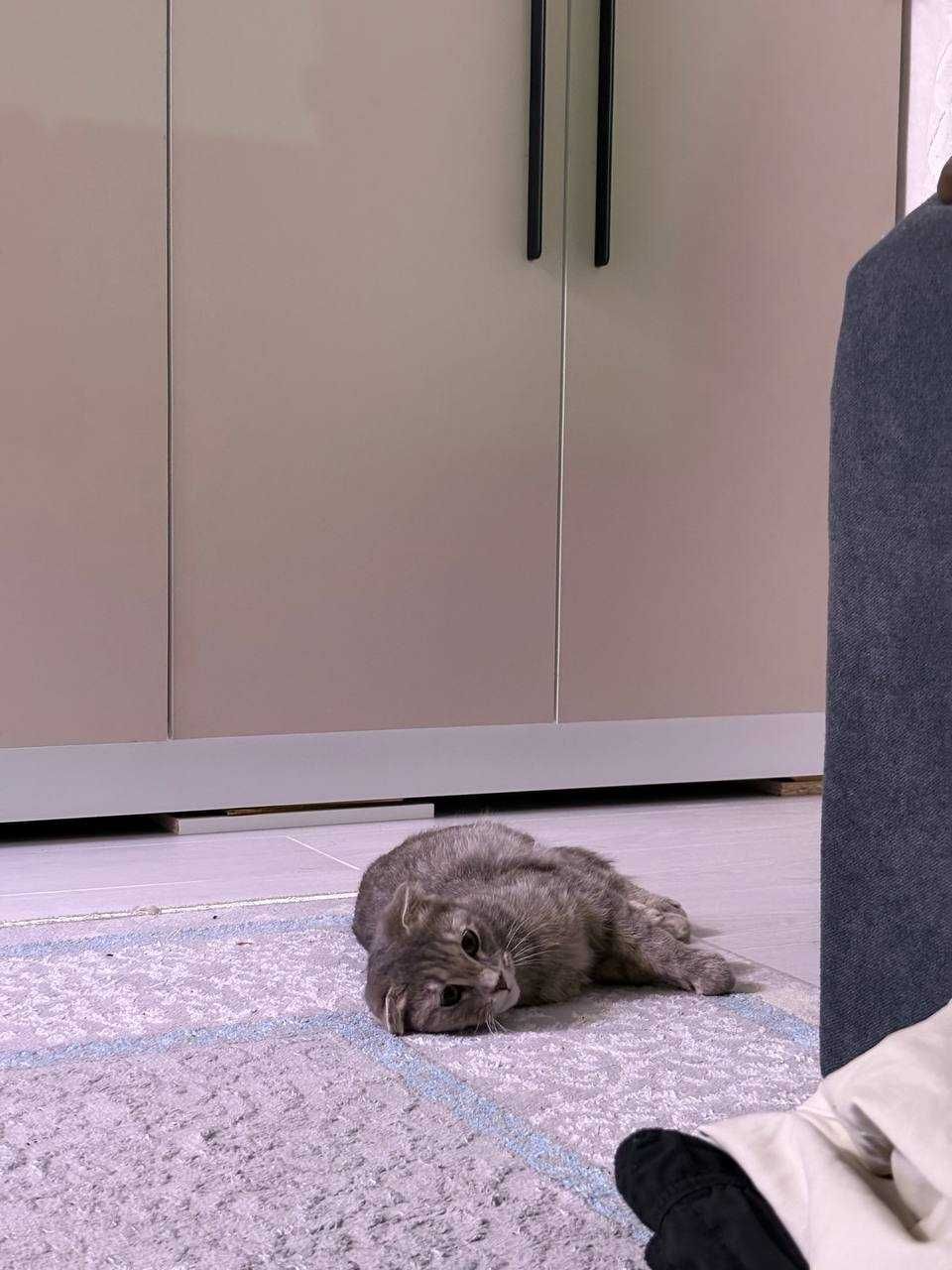 Отдам кошку в хорошие руки