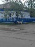 Самовары на углях в отличном состоянии. 20 тыс тенге