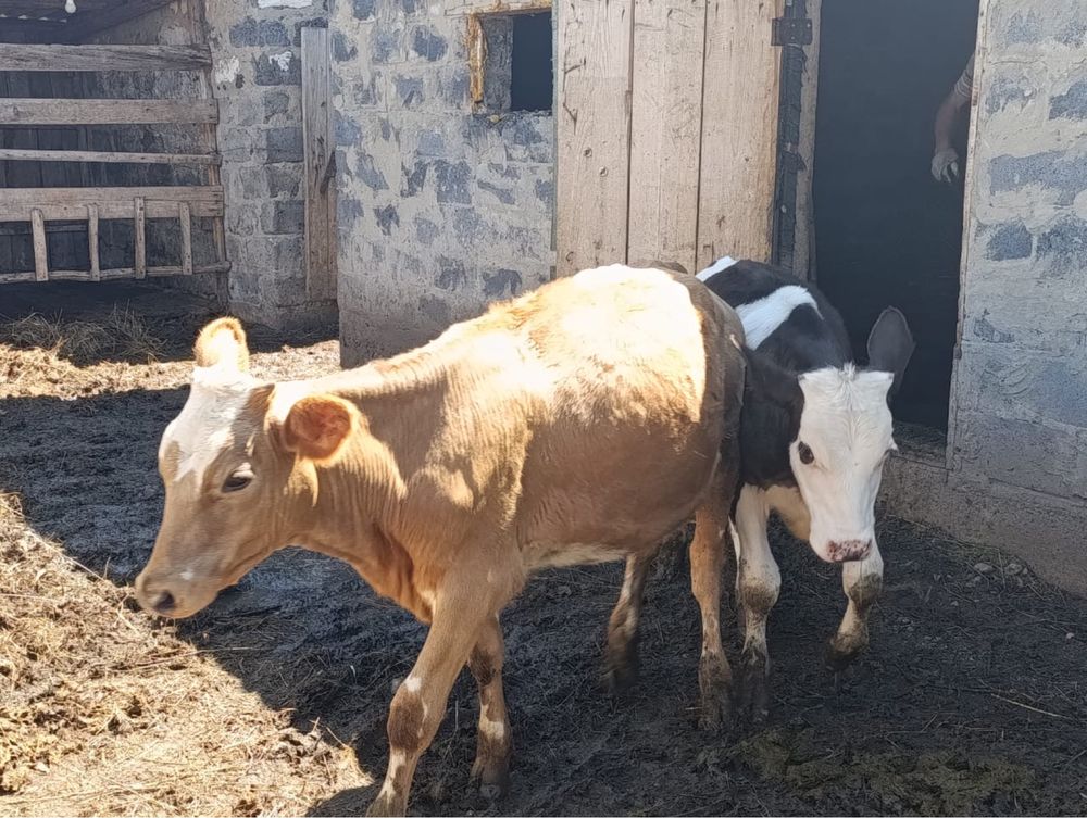 Продам телят. Телочка и бычки