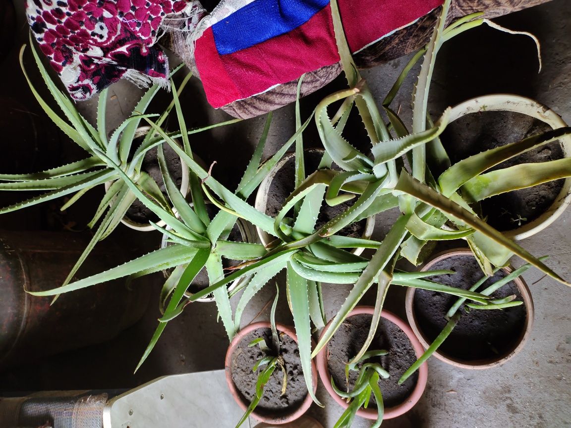 Продам цветок алой 5лет