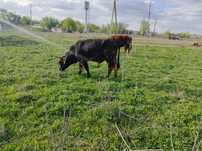 Продам бычка год и 6 месяцев