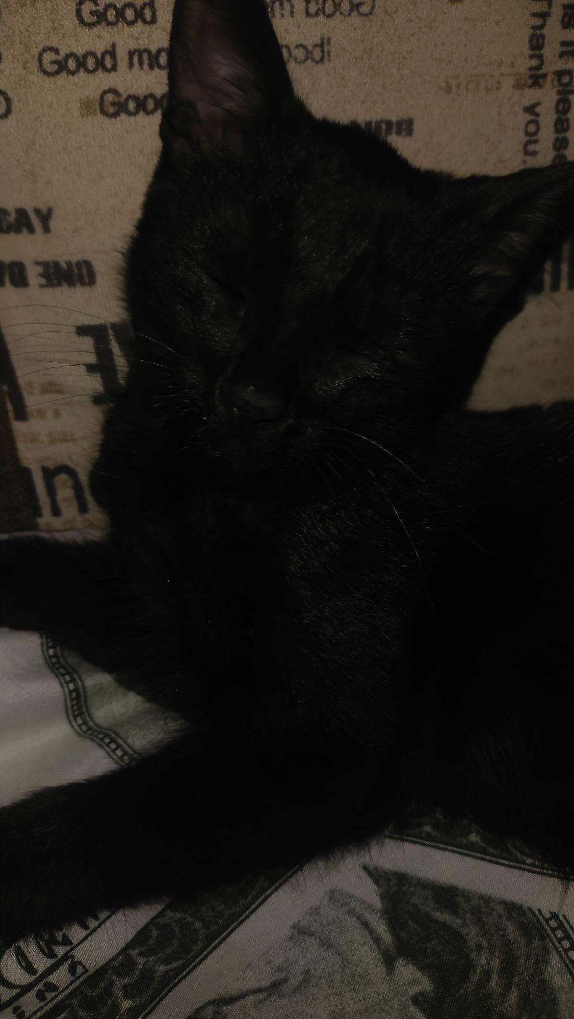 Отдам котенка мальчика