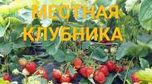 КЛУБНИКА местная с огорода
