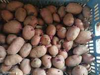 Картошка красная продам