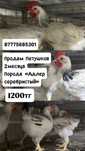 Петушки адлер серябристый