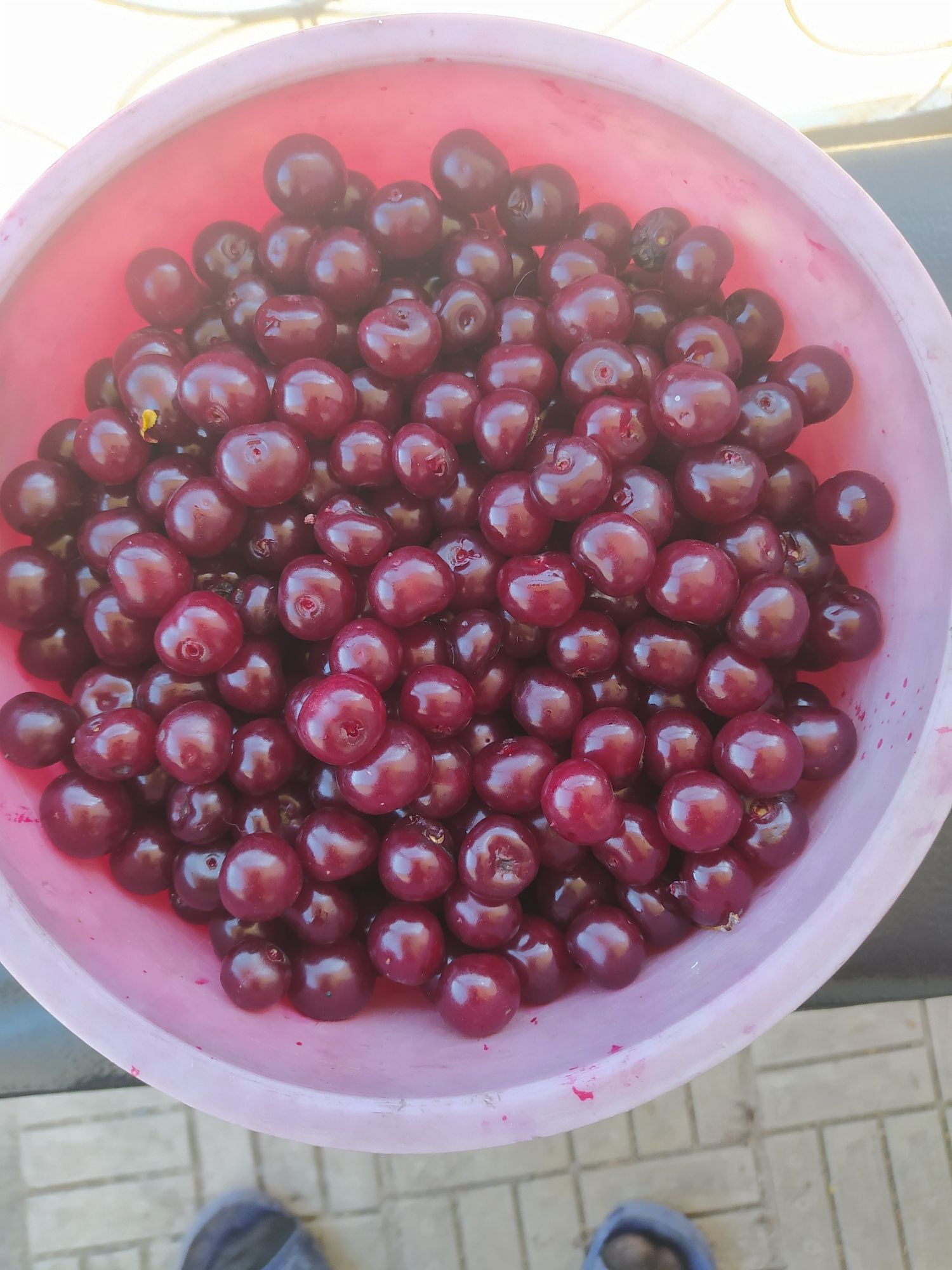 Продам домашнию вишню