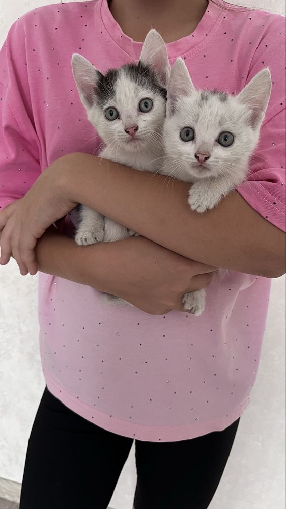Отдам котят в хорошие руки