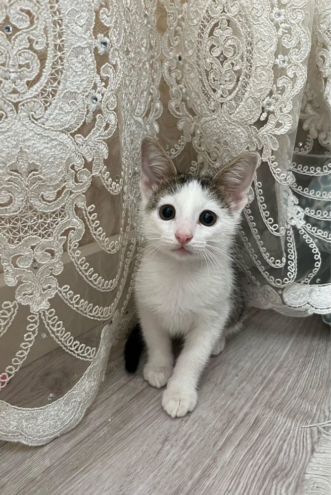 бесплатно в добрые ручки