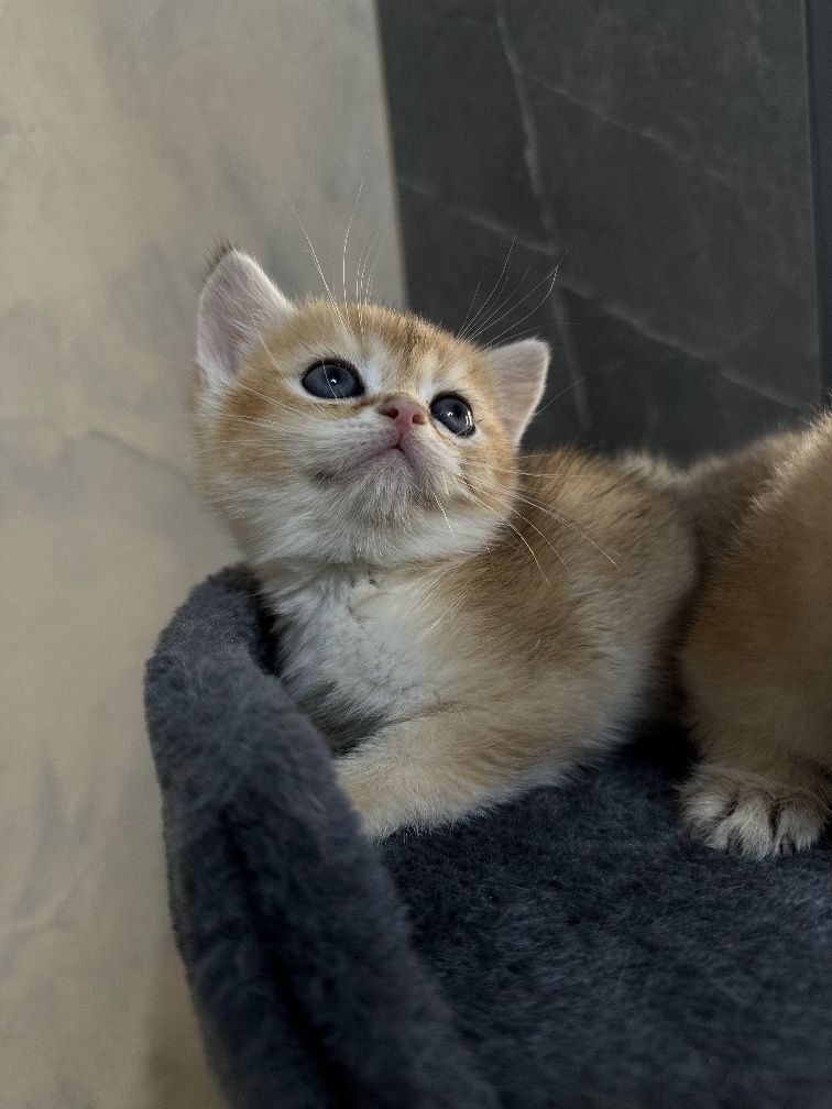 Котята Золотая шиншилла