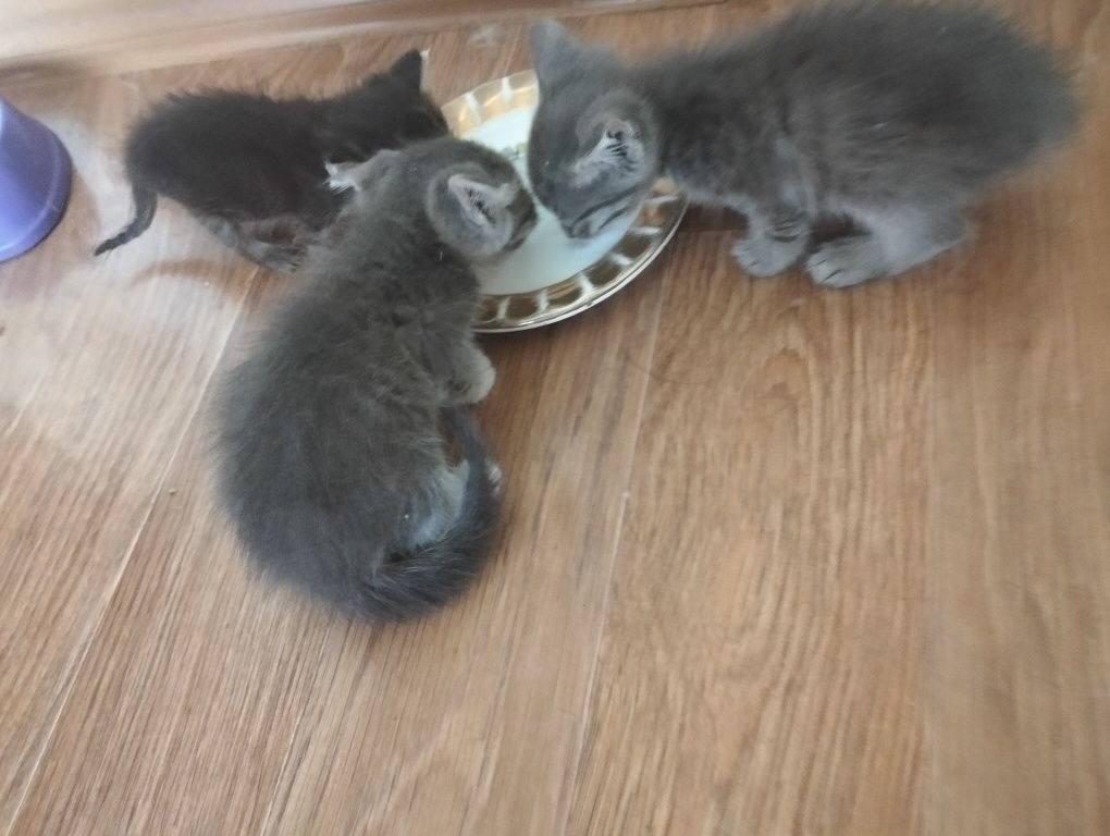 Отдам котят в добрые руки