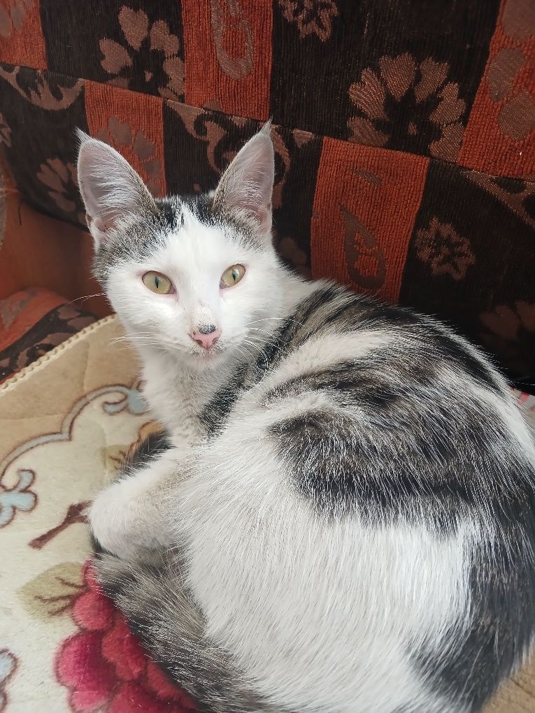 Кошка мальчик отдам