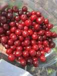 Вишня червивая но вкусная 10л 4000 тг есть платная доставка