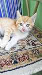 Котята срочно ищут дом