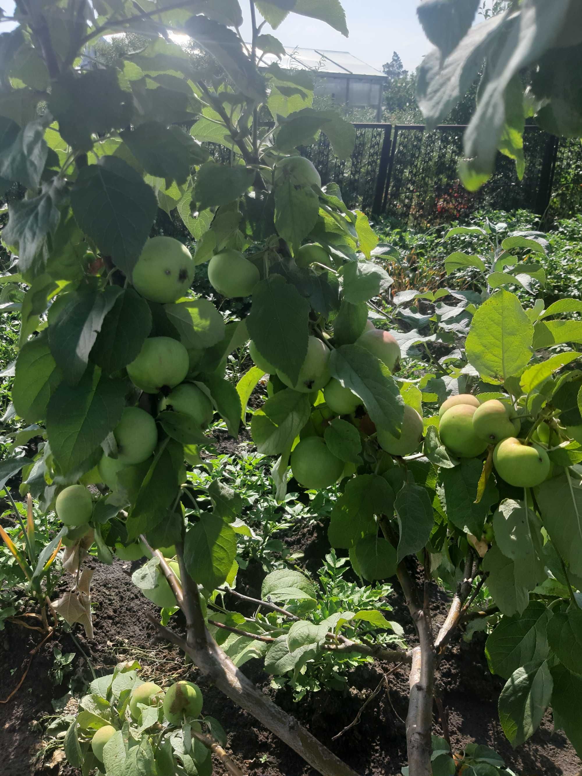 Продам Дачу с/о Борки