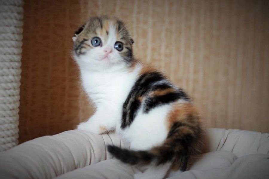 Скоттиши страйт и фолд
