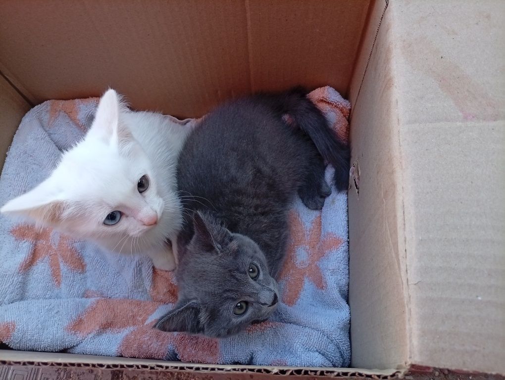 Котята красивые мальчик и девочка