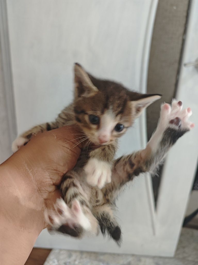 Котята мать крысолов