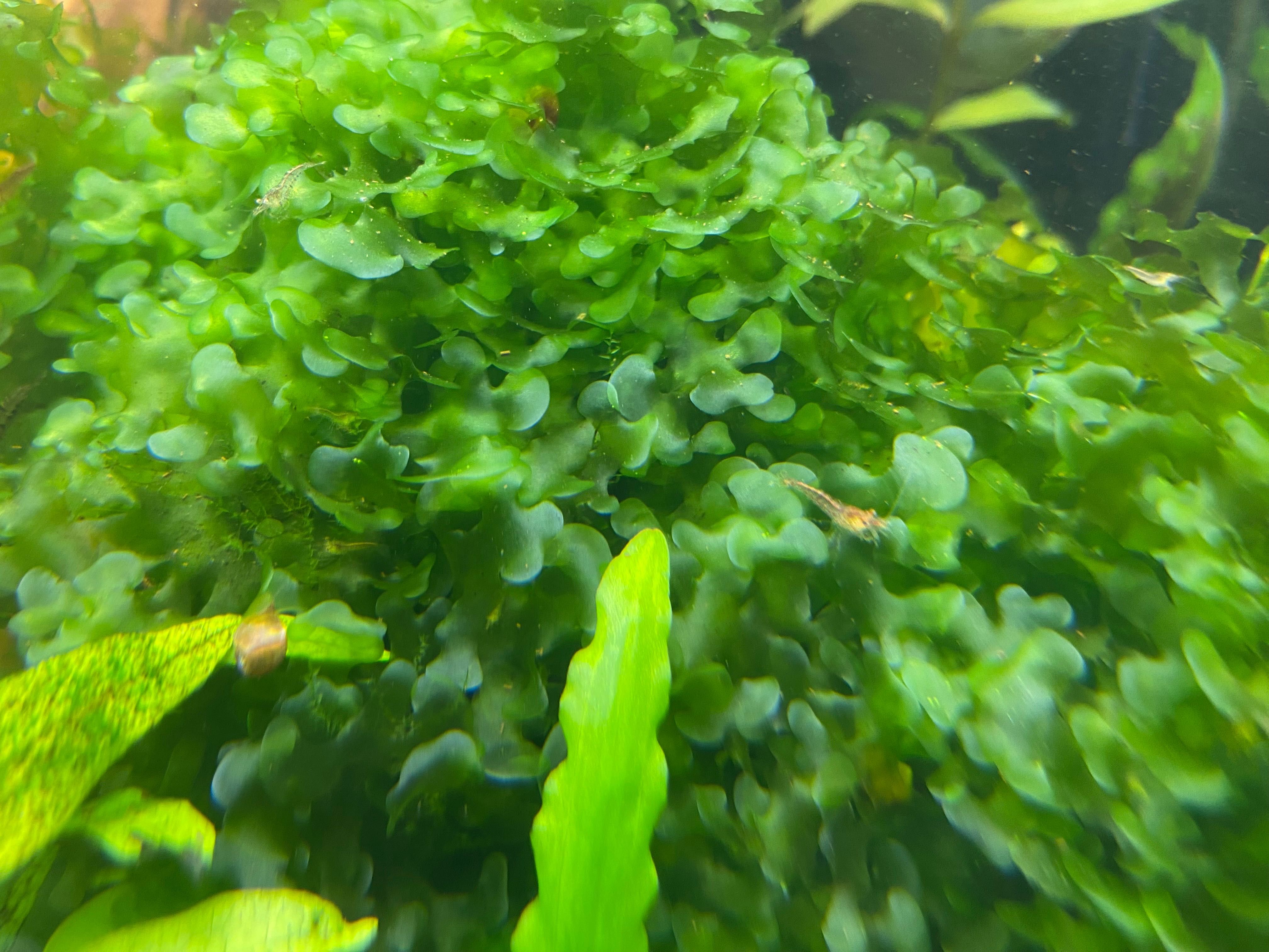Аквариумное растение Ломариопсис линеата (Lomariopsis lineata)