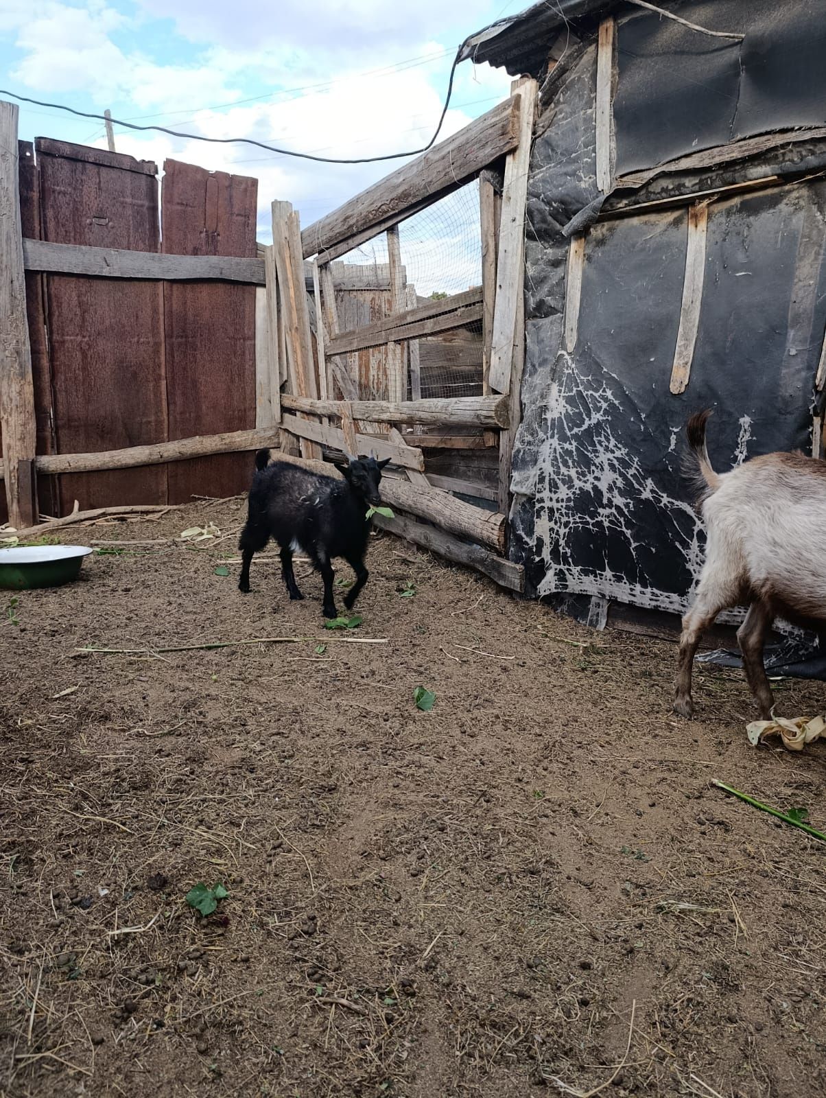 Продам козла и двух коз