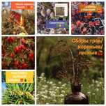 НАСТОЙК/СИРОПЫ Иммунные, Лечебные,Ягодные. СБОРЫ Трав/Кореньев.