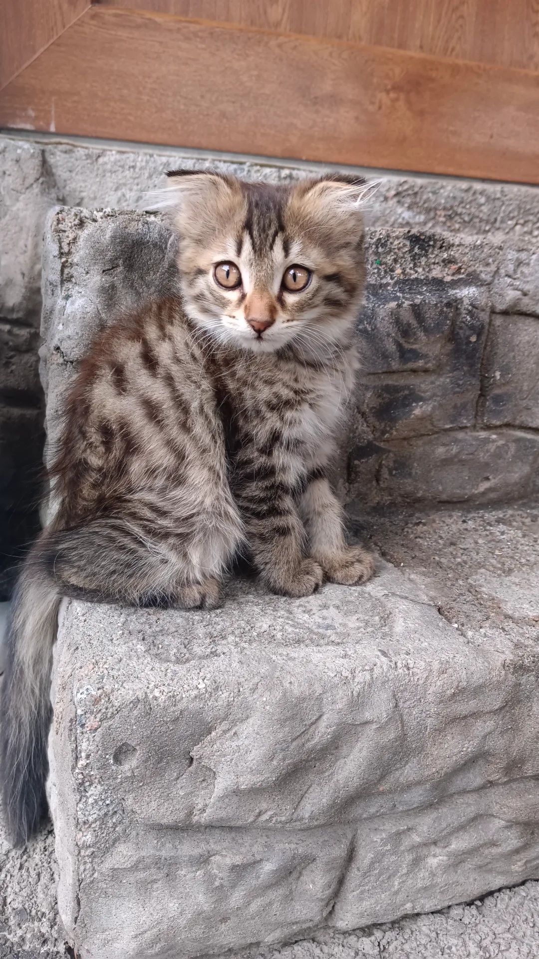 Отдам вислоухих котиков в  хорошие руки