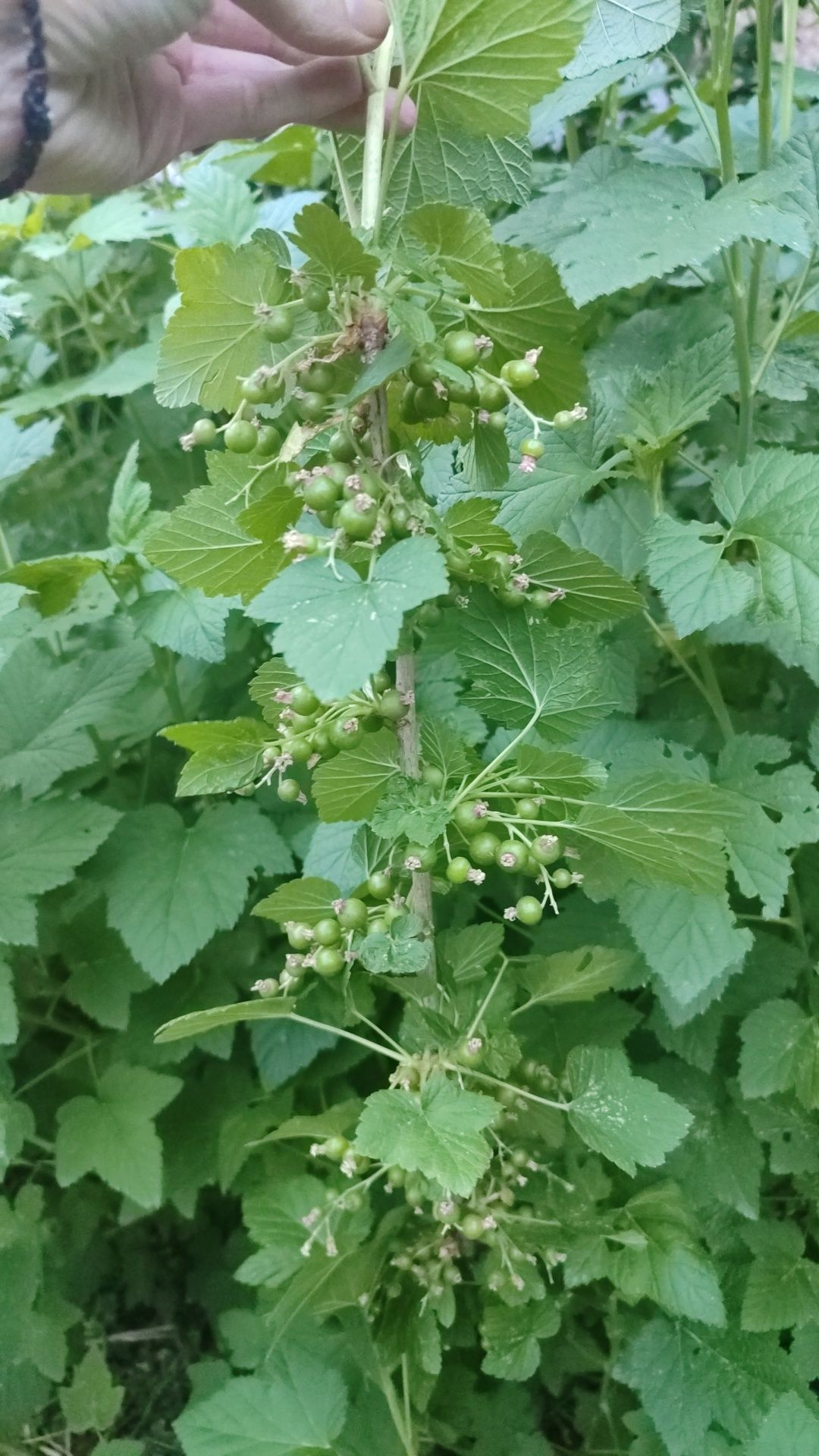 Продам листья смородины