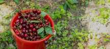 Продам вишню свежую соберу сколько нужно
