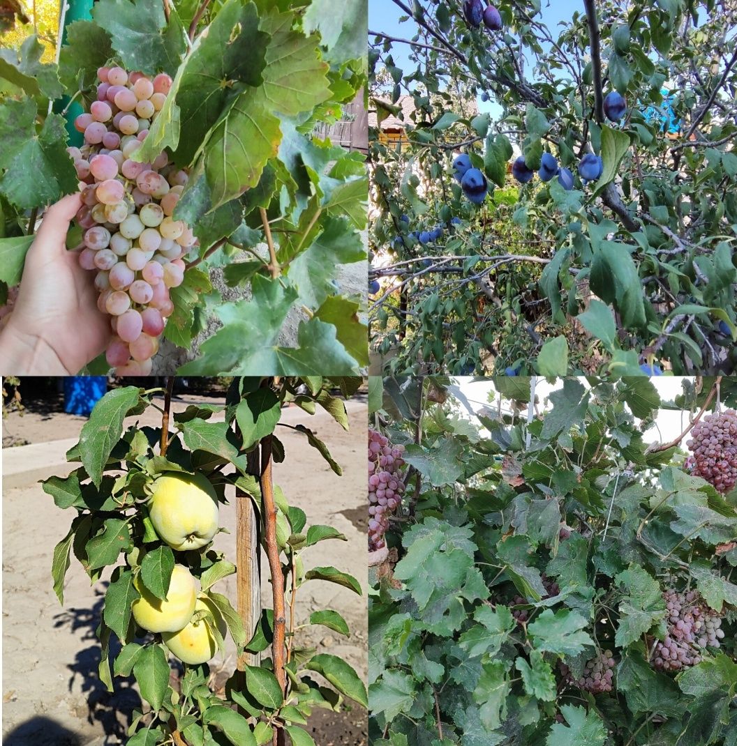 Продам ухоженную дачу