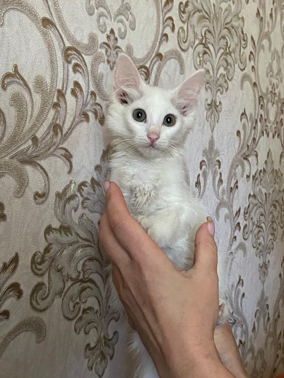 Отдам кошку в хорошие руки