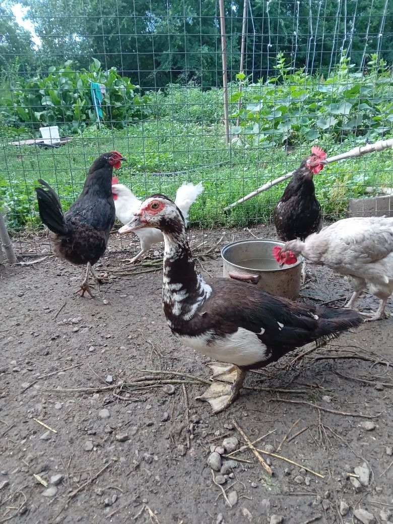 Продам    индоуток