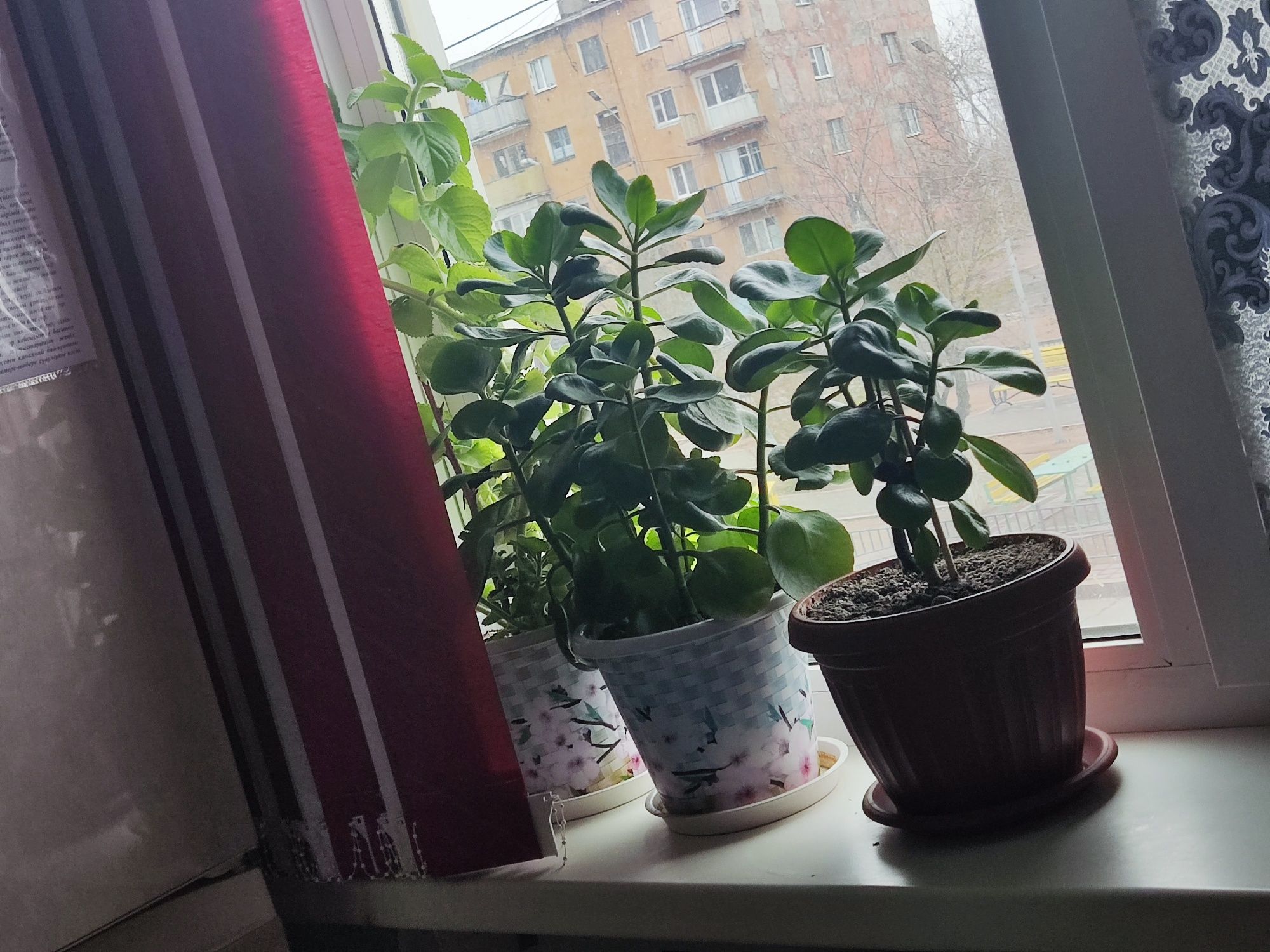 Домашние цветы, разные виды
