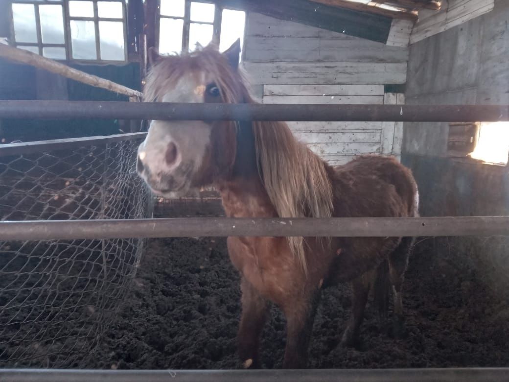Продам лошадей две головы стоят на откорме