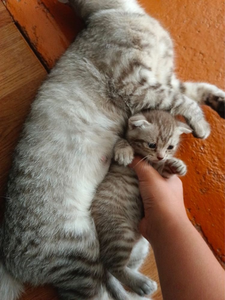 Пародисты котёнок мальчик вислоухий