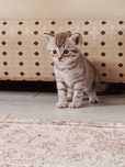 Шотландские котята ищут любящий дом