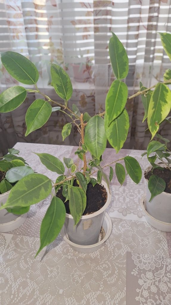 Продам Фикус Бенжамина