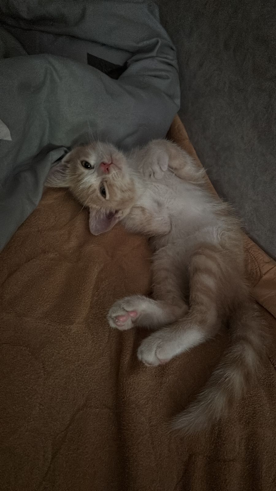 Отдам котенка в добрые руки
