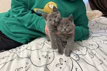 Шотландсеие плюшевых шубках котята, 1 мес голубой окрас