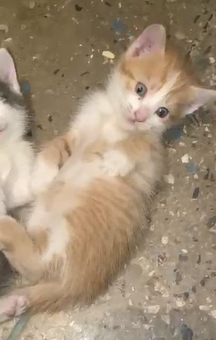 Кошка и котята на добрые руки (можно забрать каждого отдельно)