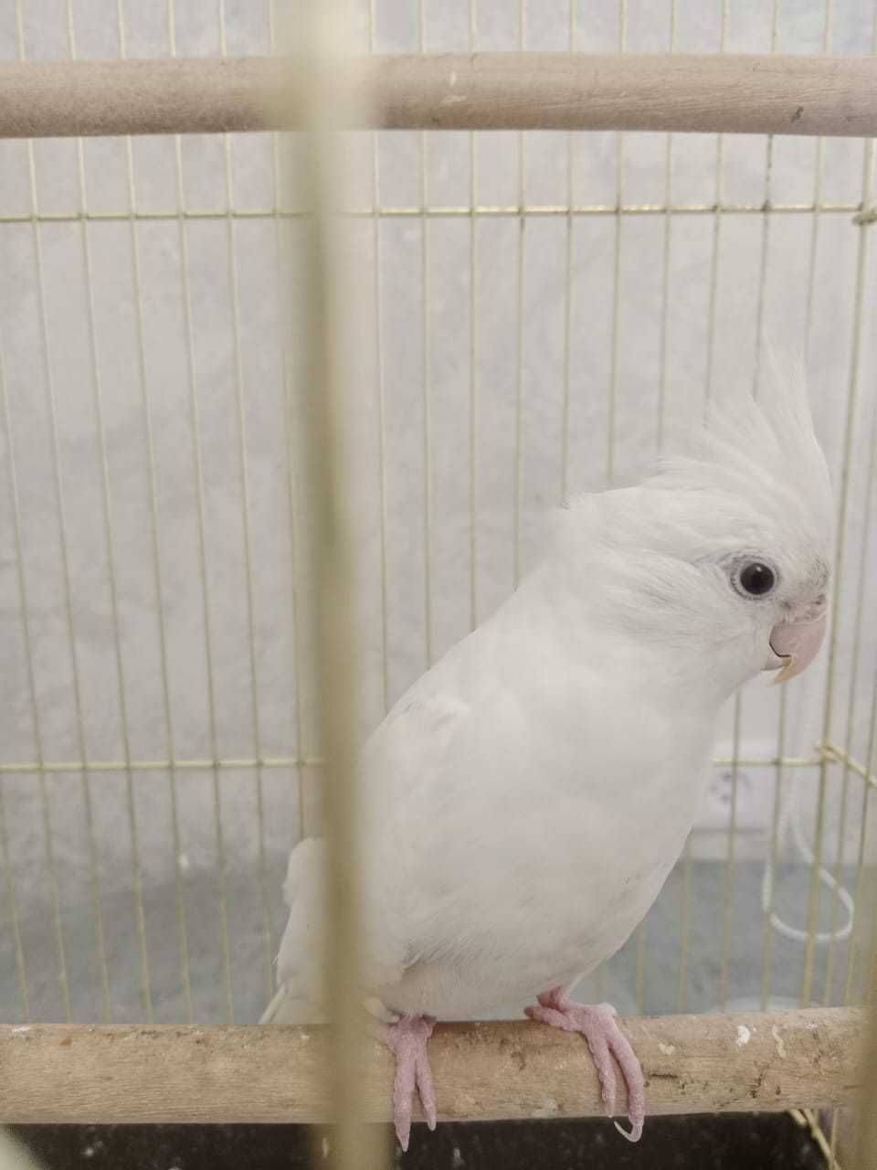 Самец попугая корелла без клетки