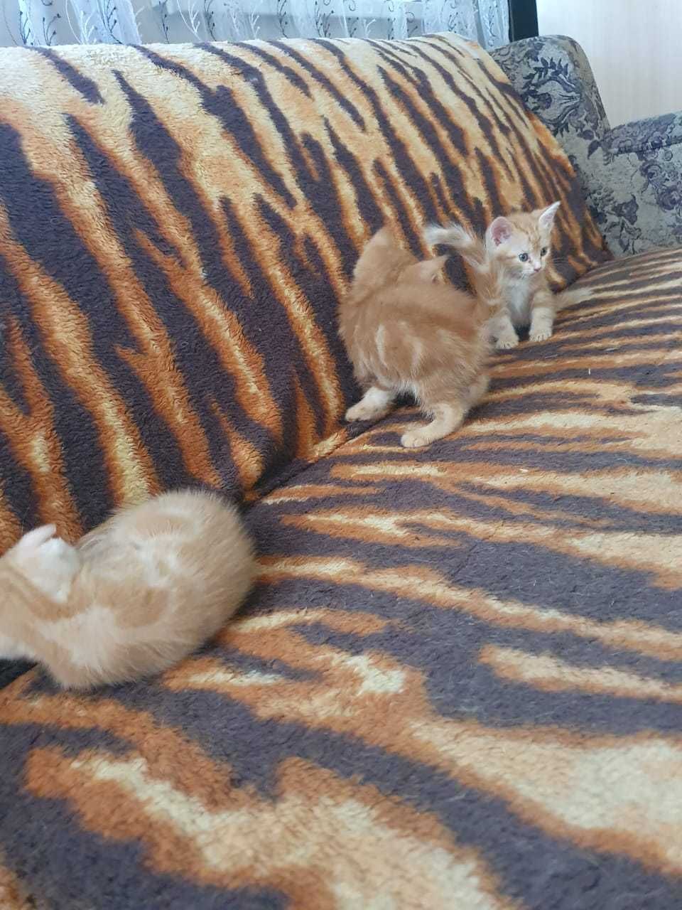 Котята домашние . Бесплатно .
